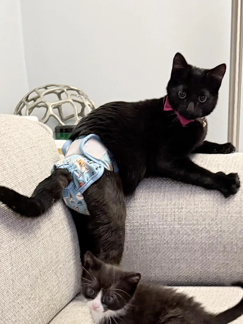 Slinky | Differently Abled