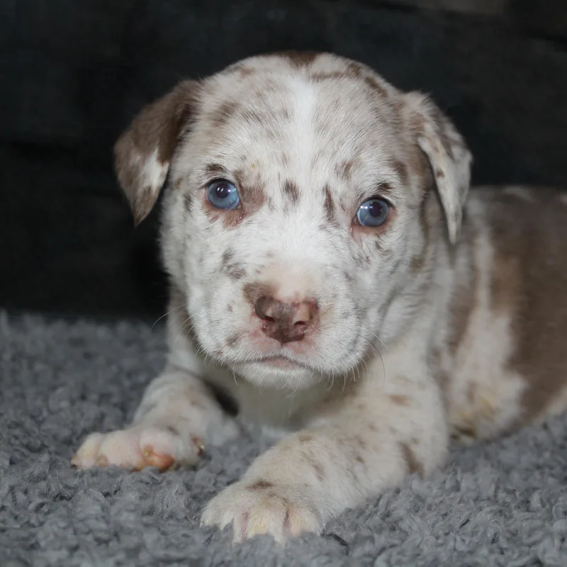 Snickers thumbnail 2