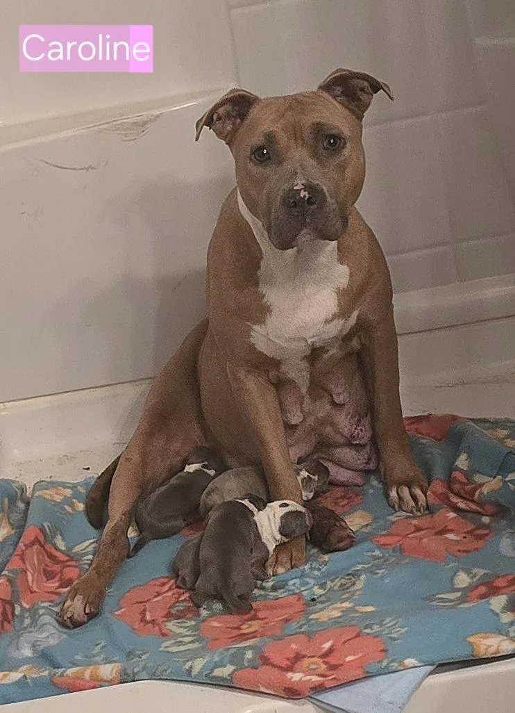 Caroline thumbnail 3