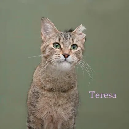 Teresa