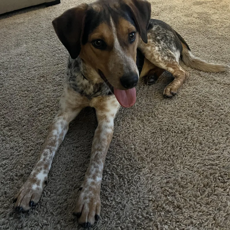 Jumpin Jack "flash" thumbnail 4