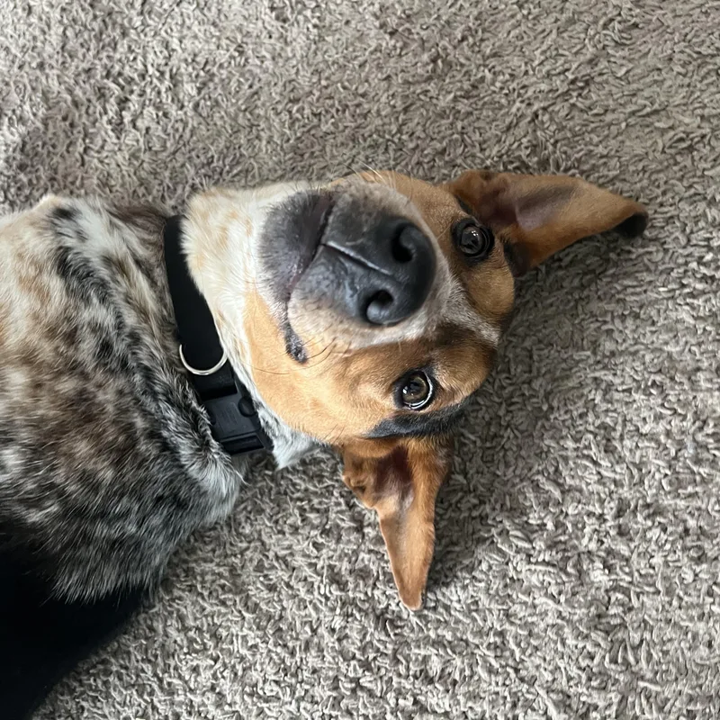 Jumpin Jack "flash" thumbnail 5