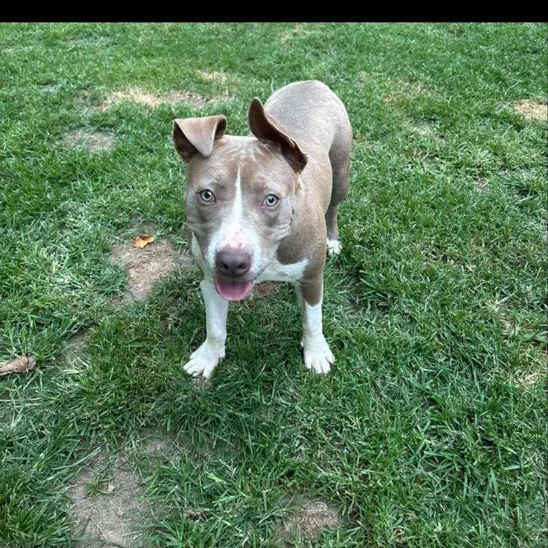 Tank Jr. thumbnail 2