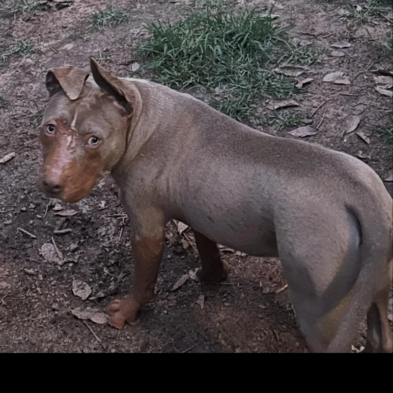 Tank Jr. thumbnail 3