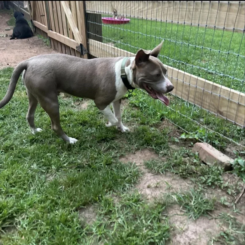 Tank Jr. thumbnail 4