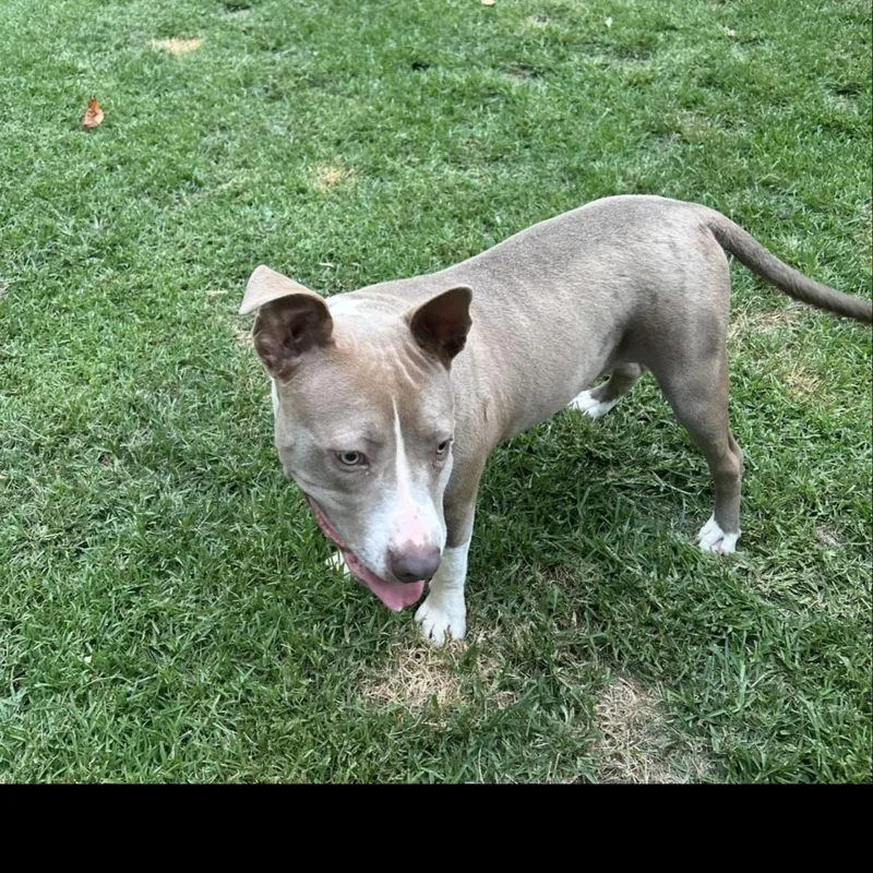 Tank Jr. thumbnail 5