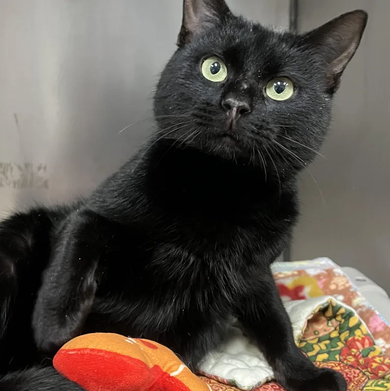 Stallone thumbnail 3