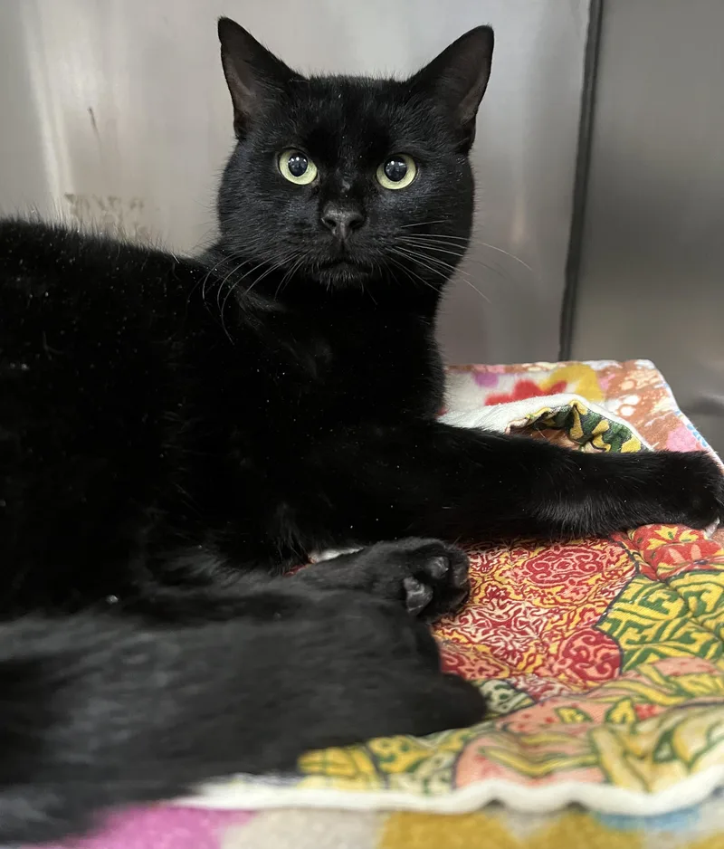 Stallone thumbnail 4