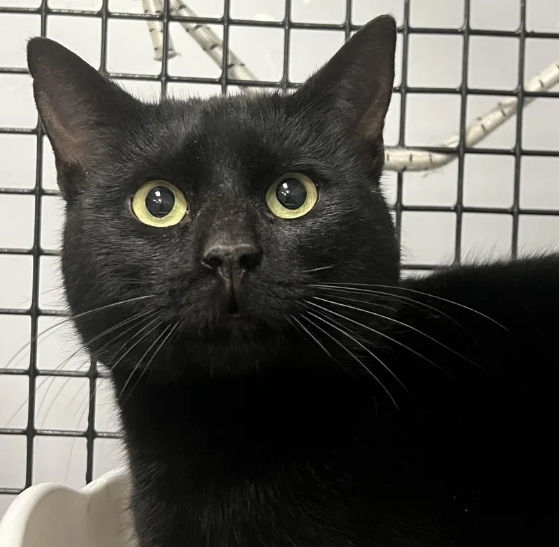 Stallone thumbnail 5