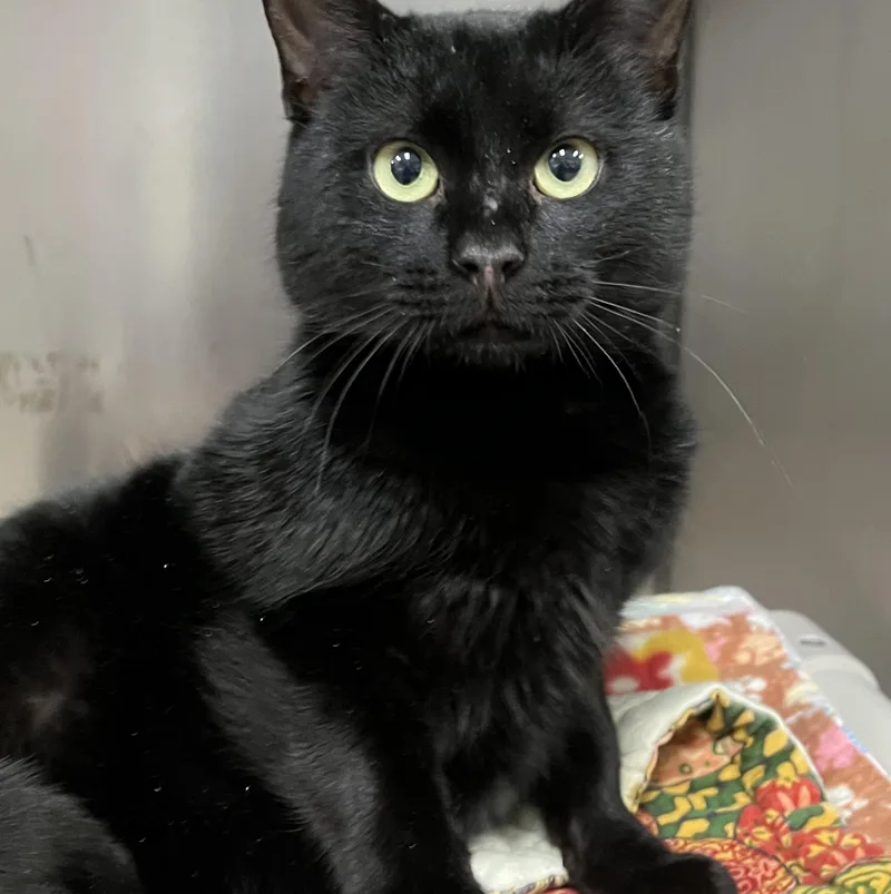 Stallone thumbnail 6