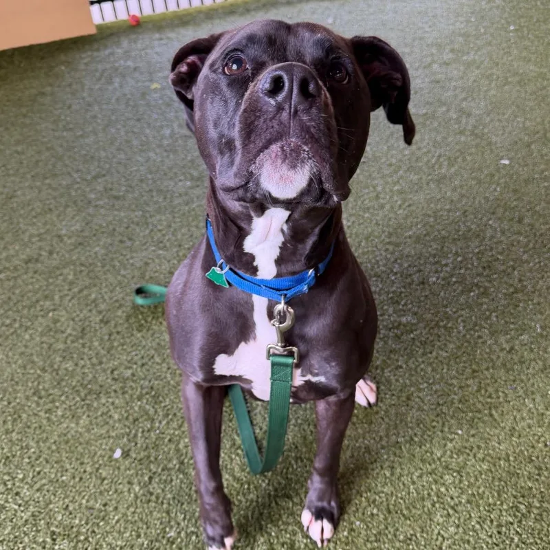 Theodore thumbnail 2