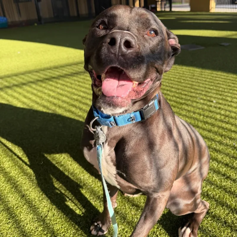 Theodore thumbnail 4