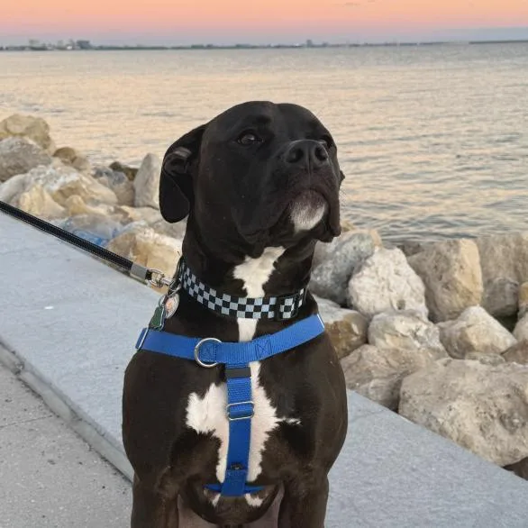 Theodore thumbnail 5