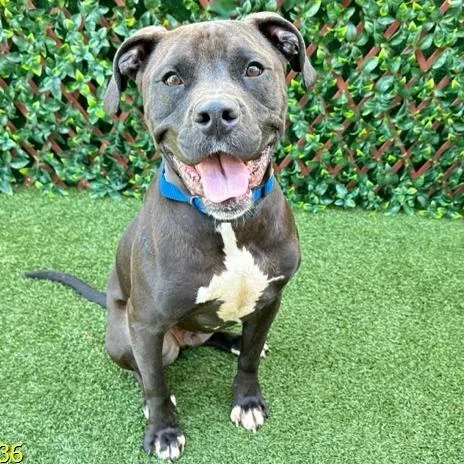 Theodore thumbnail 6