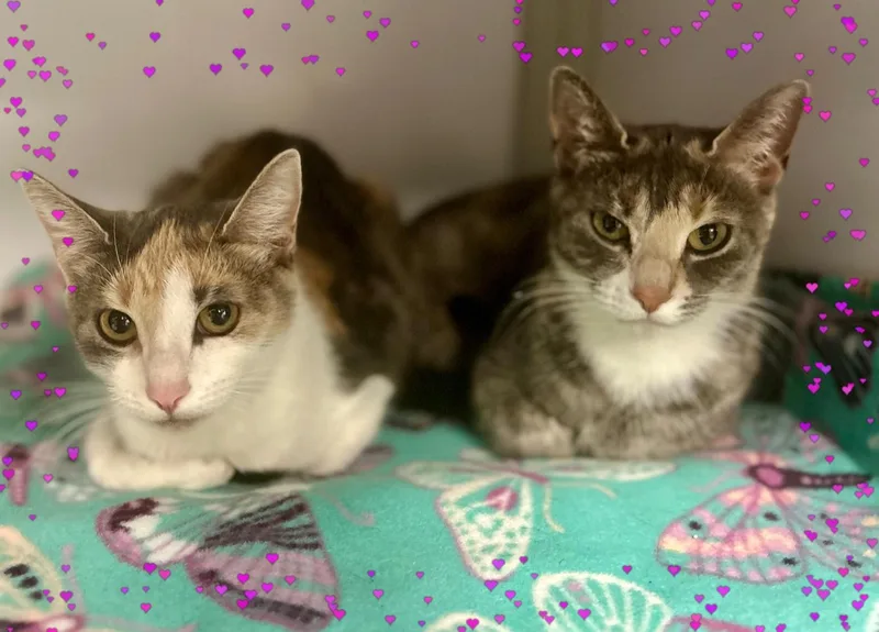 A young small-sized female Dilute Calico Dilute Calico cat named Haru & Chase for adoption in Whitehall, PA
