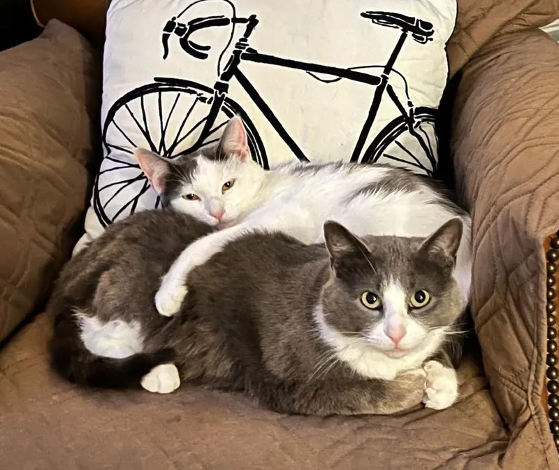 Hershey  Marshmallow thumbnail 3