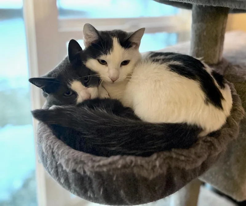 Hershey  Marshmallow