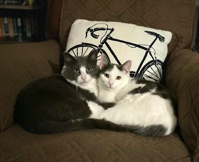 Hershey  Marshmallow thumbnail 4