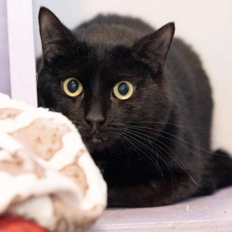An adult medium-sized female Domestic Short Hair cat named Onyx for adoption in Victor, NY