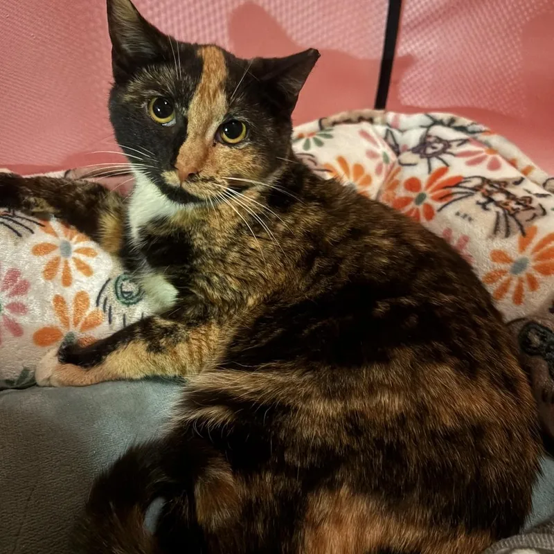 Pebbles . thumbnail 2