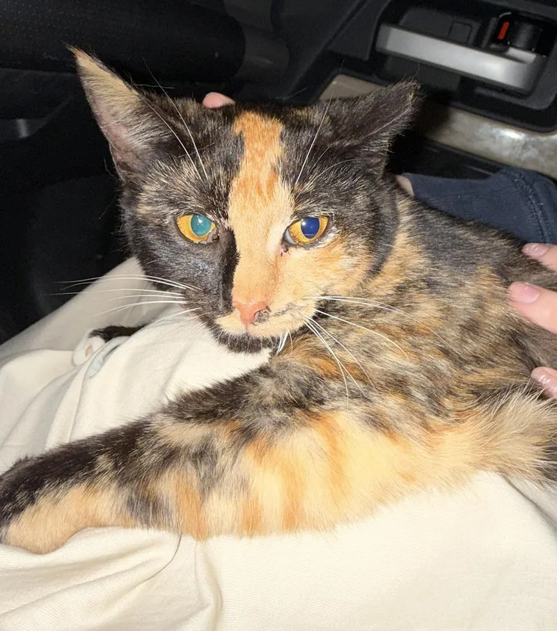 Pebbles . thumbnail 3