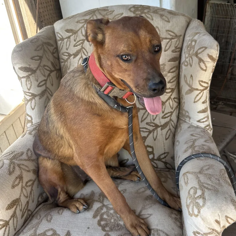 Sage~ Dog Cat And thumbnail 2