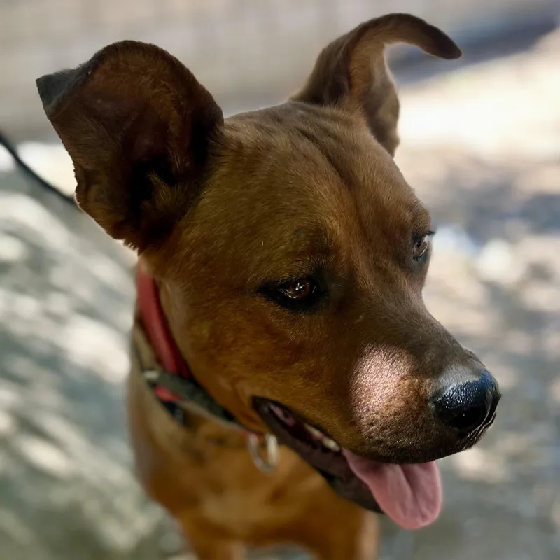 Sage~ Dog Cat And thumbnail 3