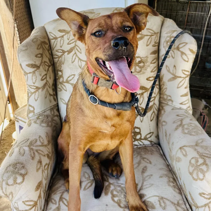 Sage~ Dog Cat And thumbnail 4