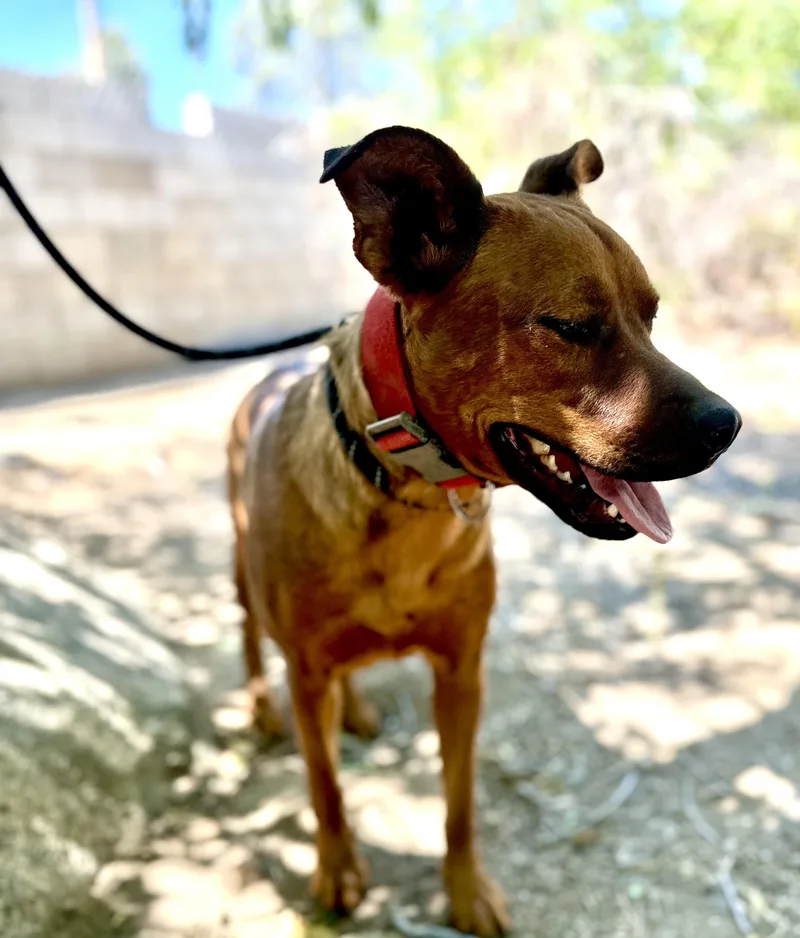 Sage~ Dog Cat And thumbnail 5