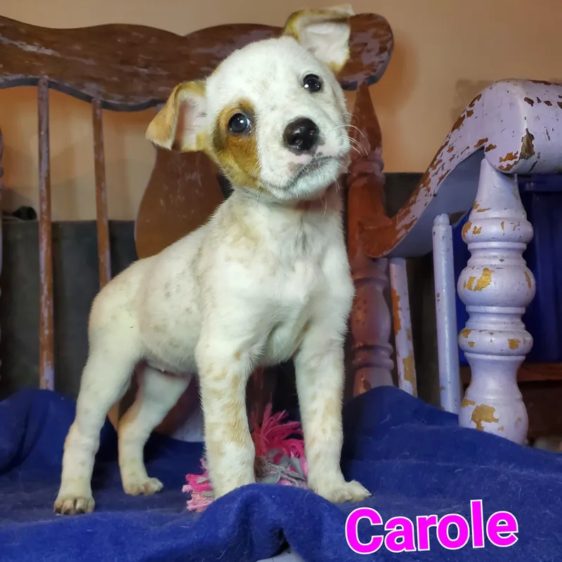 A baby medium-sized female White / Cream American Staffordshire Terrier dog named Carole for adoption in Blairstown, NJ