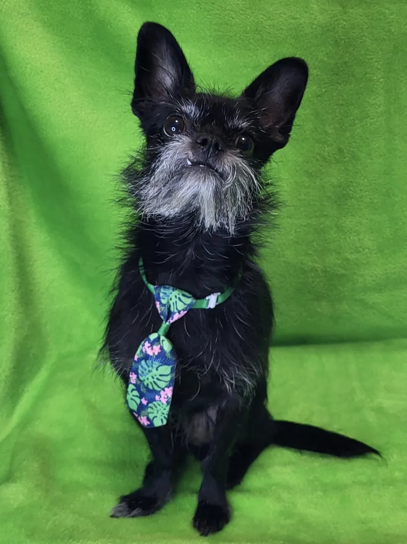 An adult small-sized male Black Brussels Griffon dog named Cash for adoption in Fredericksburg, VA