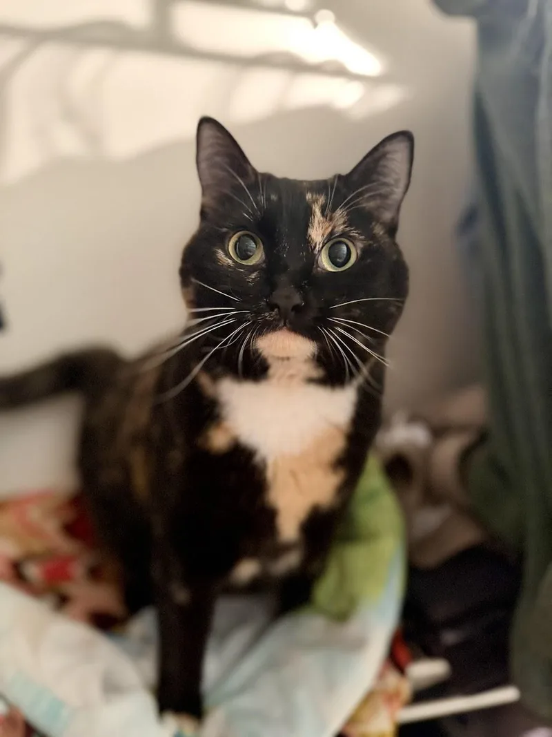 Sally Steamroller thumbnail 2