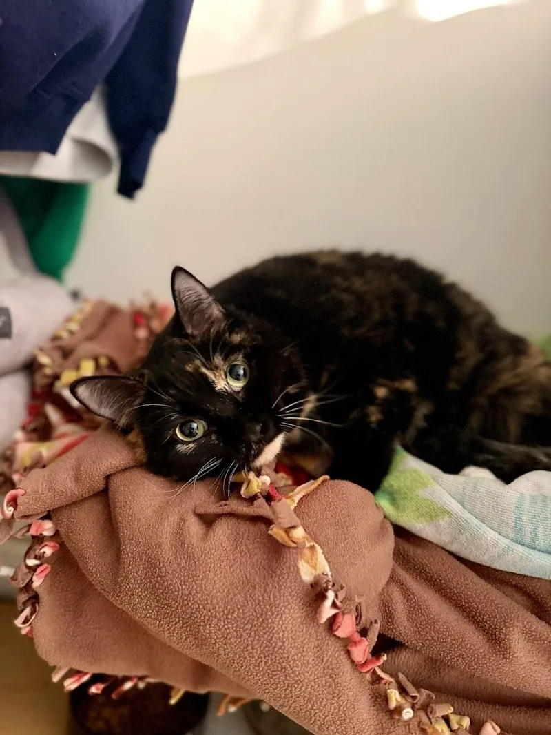 Sally Steamroller thumbnail 3