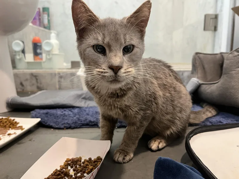 Cyndi Hoopes thumbnail 2