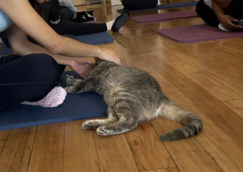 Cyndi Hoopes thumbnail 3