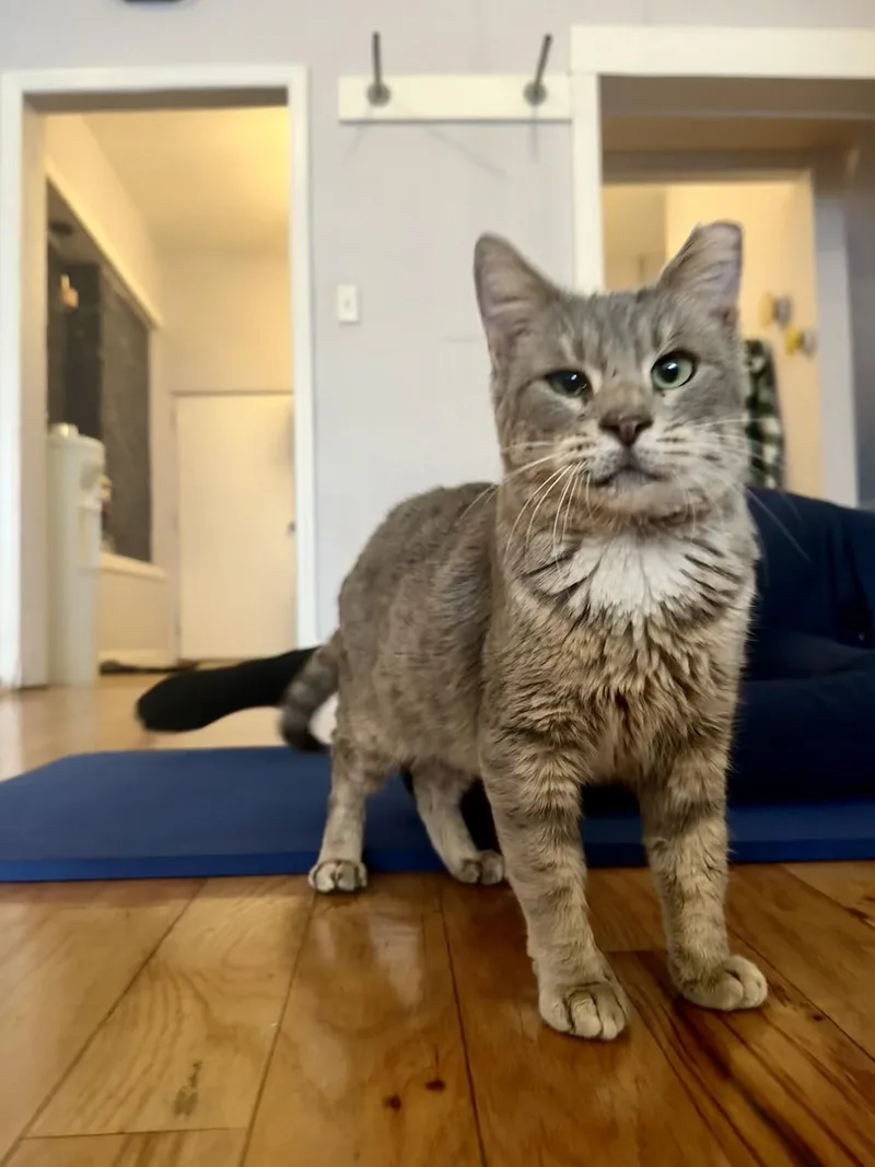 Cyndi Hoopes thumbnail 4