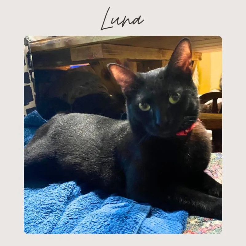 An adult medium-sized female Domestic Short Hair cat named Luna for adoption in San Juan Capistrano, CA
