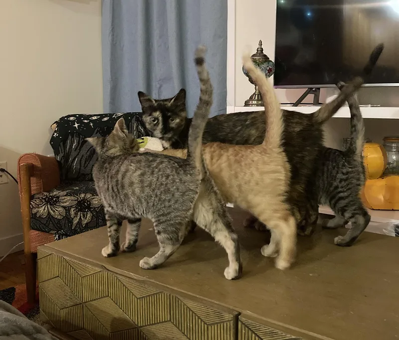 Pudding Spruce thumbnail 2