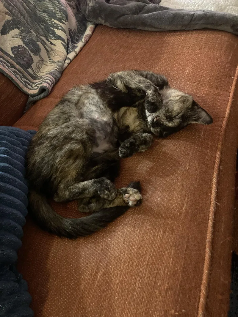 Pudding Spruce thumbnail 3