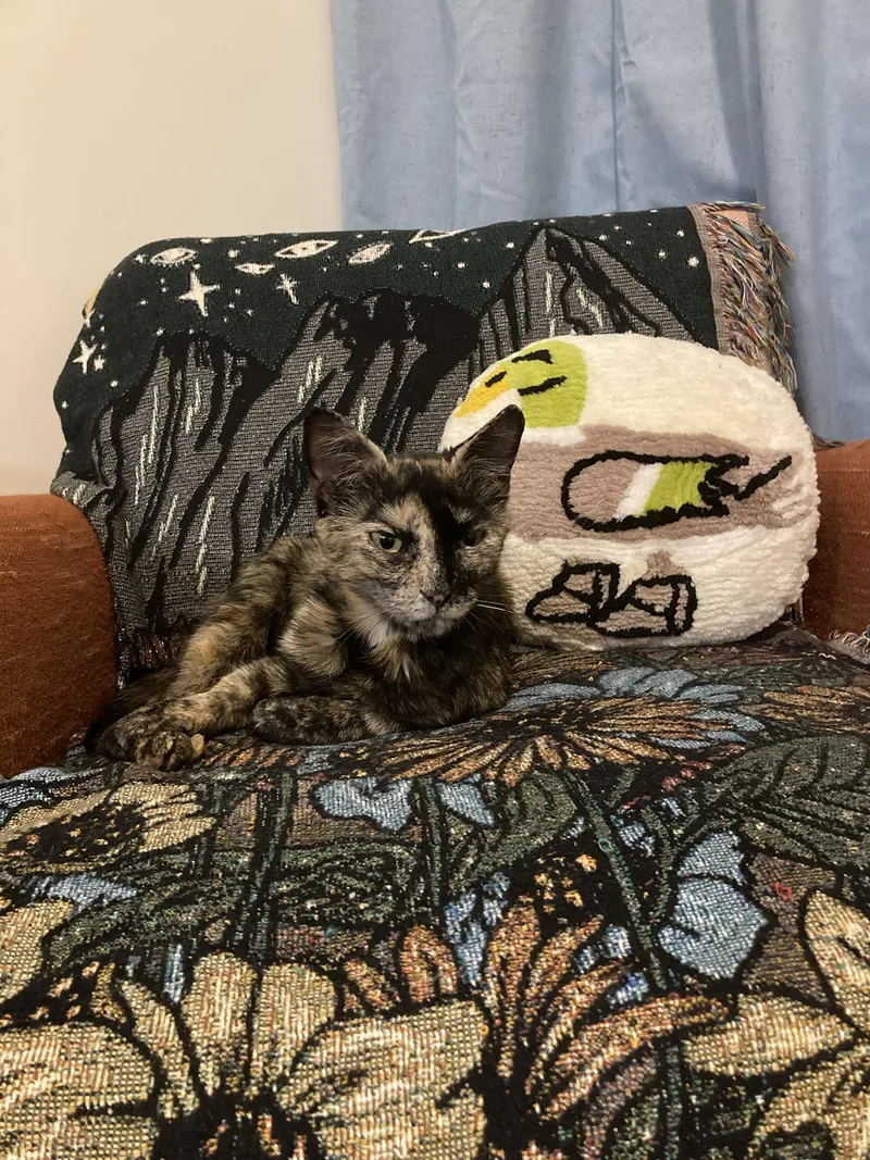 Pudding Spruce thumbnail 4