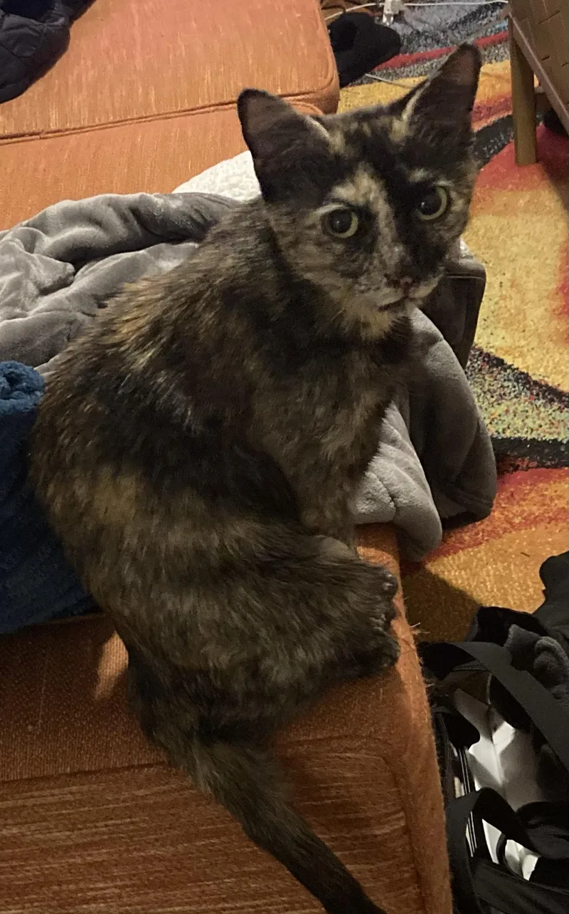 Pudding Spruce thumbnail 5