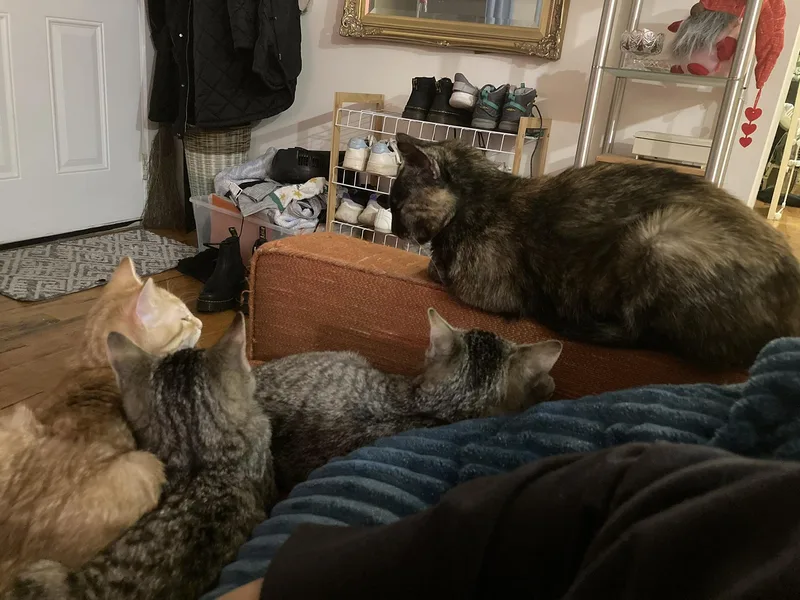 Pudding Spruce thumbnail 6