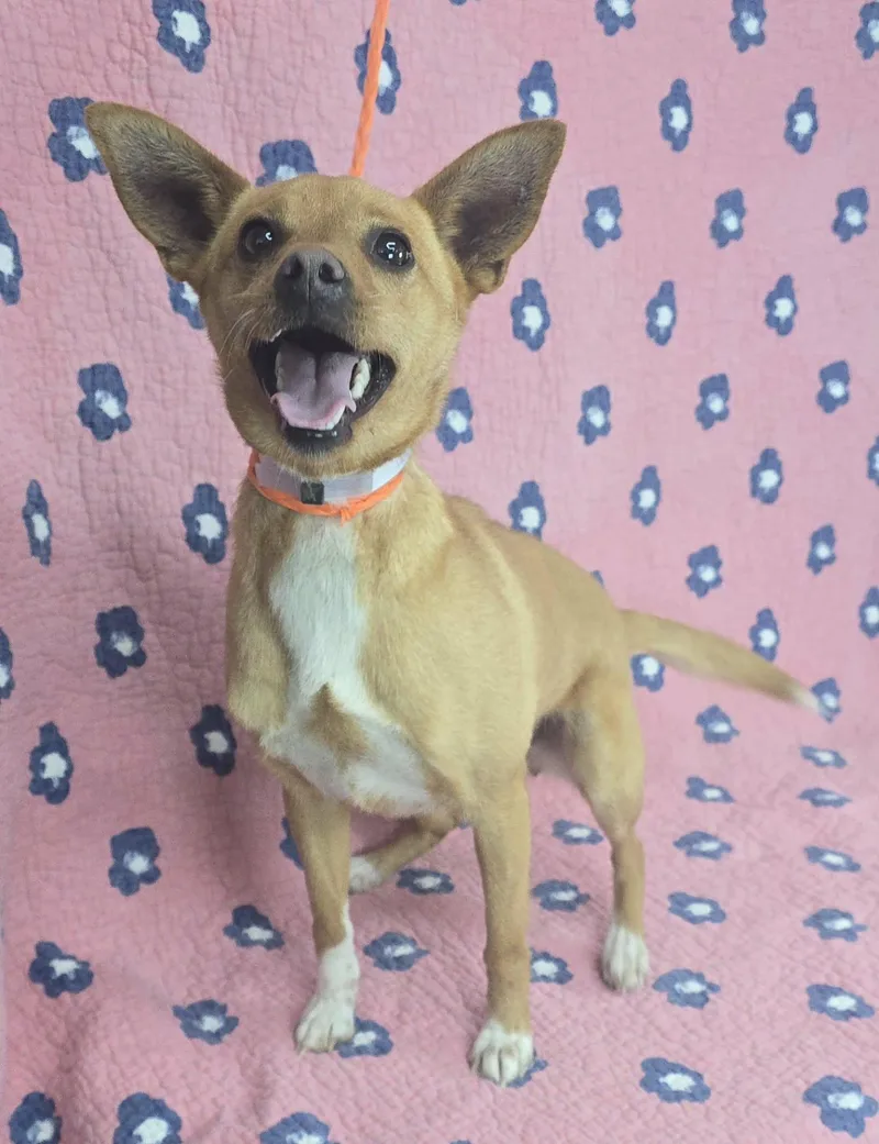 Strawberry thumbnail 2