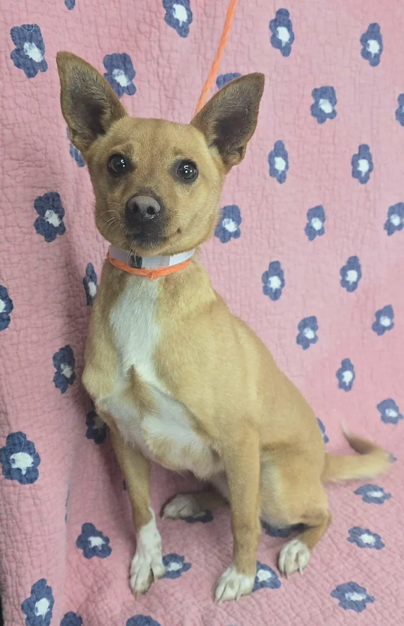 Strawberry thumbnail 3