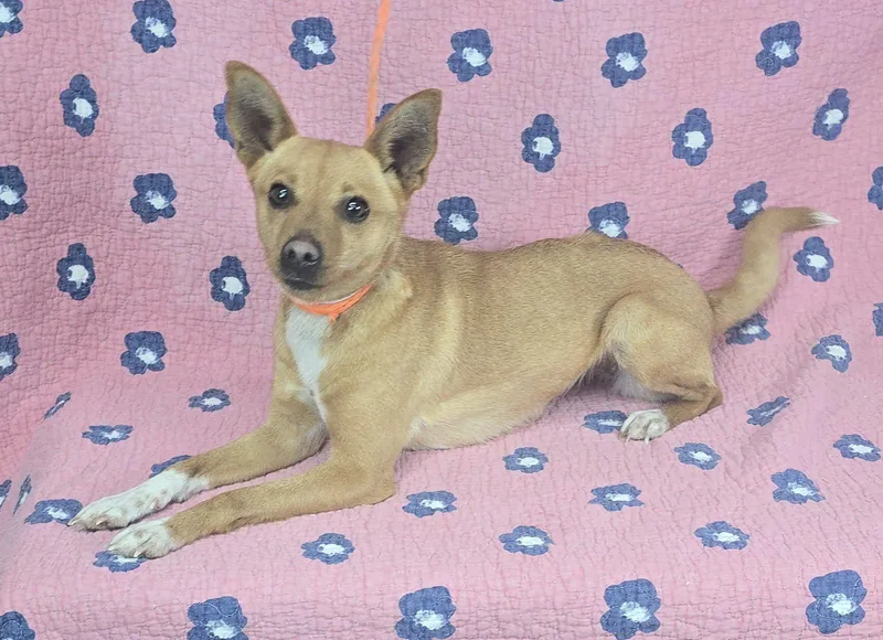 An adult small-sized female Golden Chihuahua dog named Strawberry for adoption in New York, NY