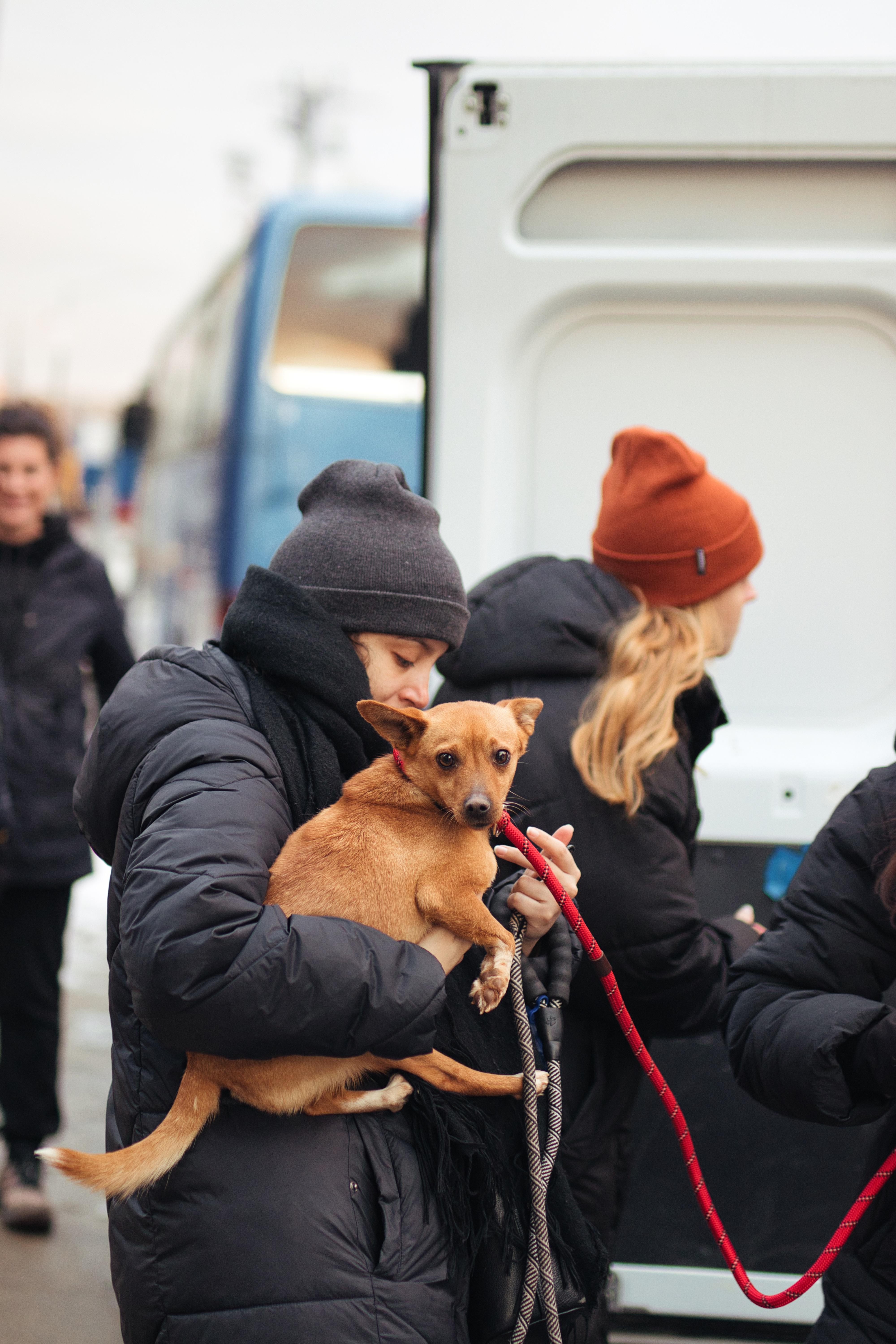 Strawberry thumbnail 5