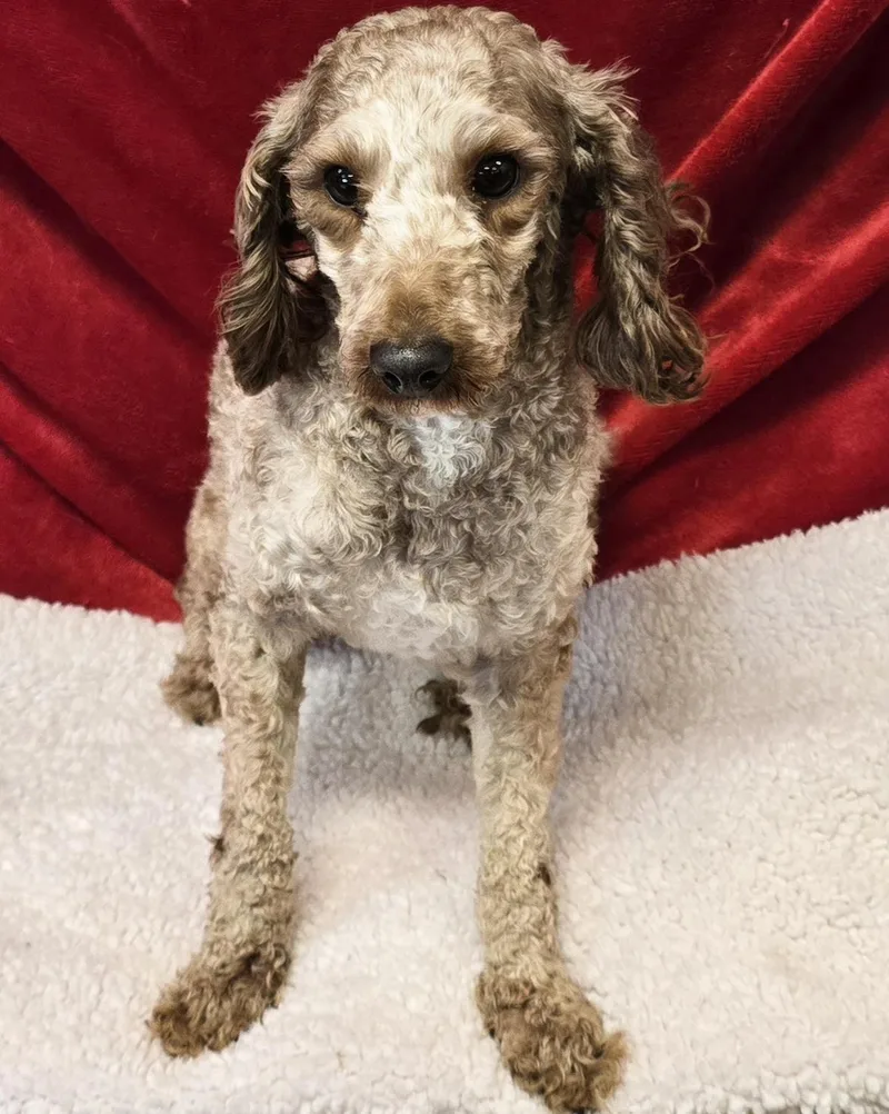 Smootchie Red Lips thumbnail 3