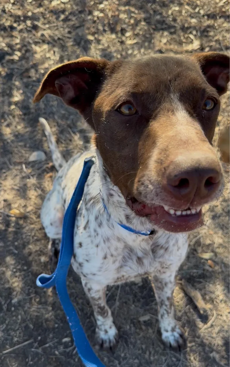 Knuckles thumbnail 2