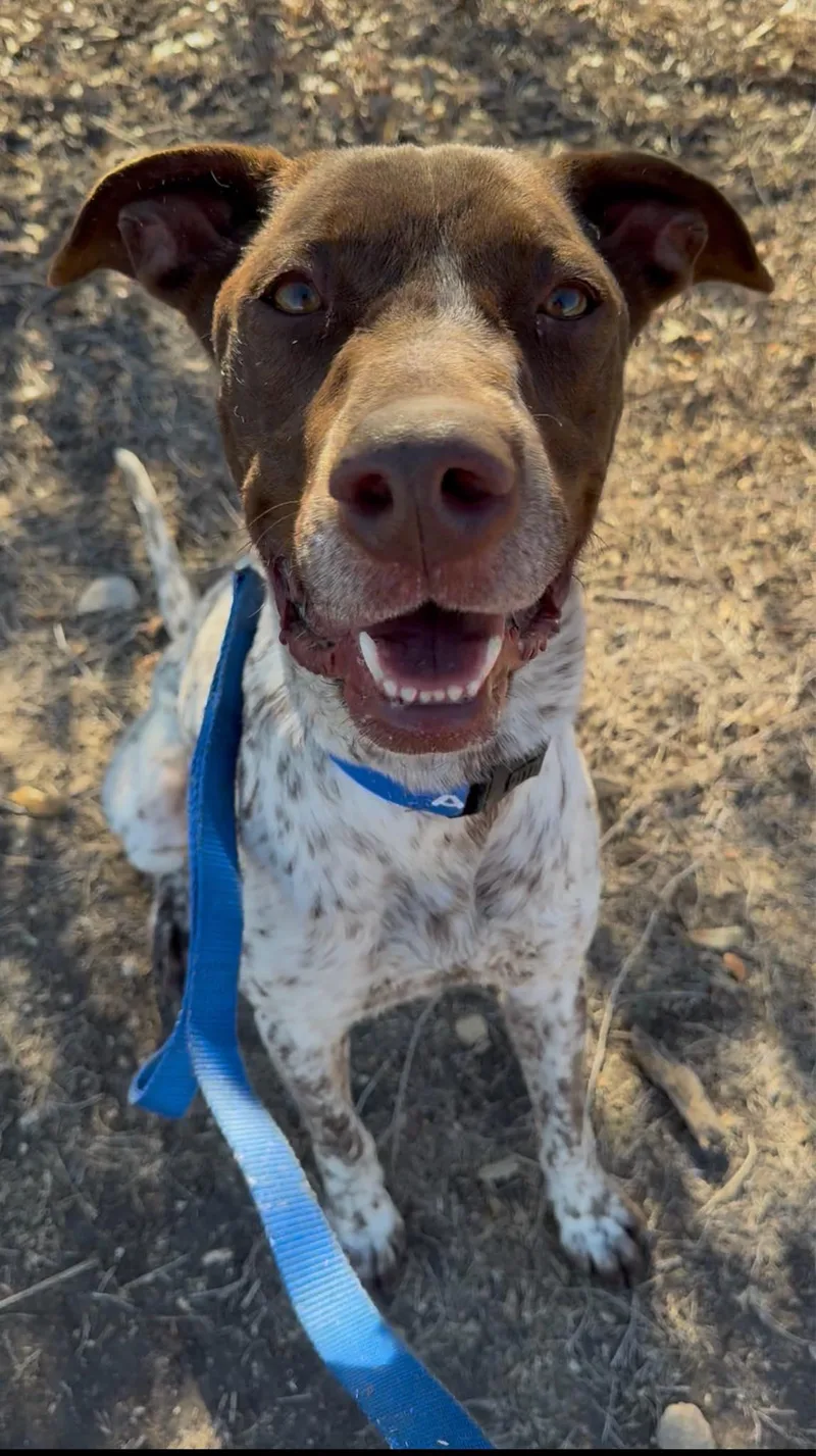 Knuckles thumbnail 4