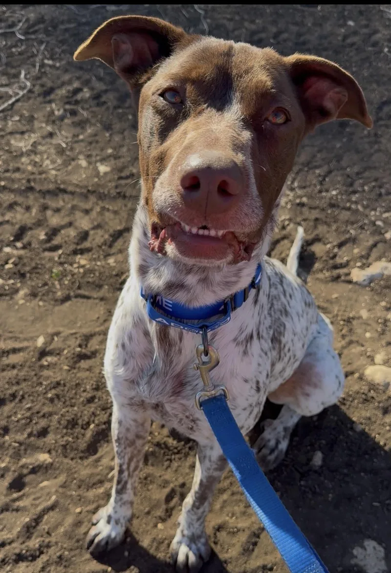 Knuckles thumbnail 5